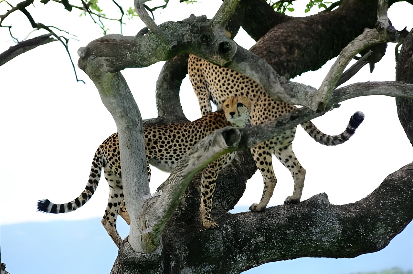 Cheetahs in a tree
