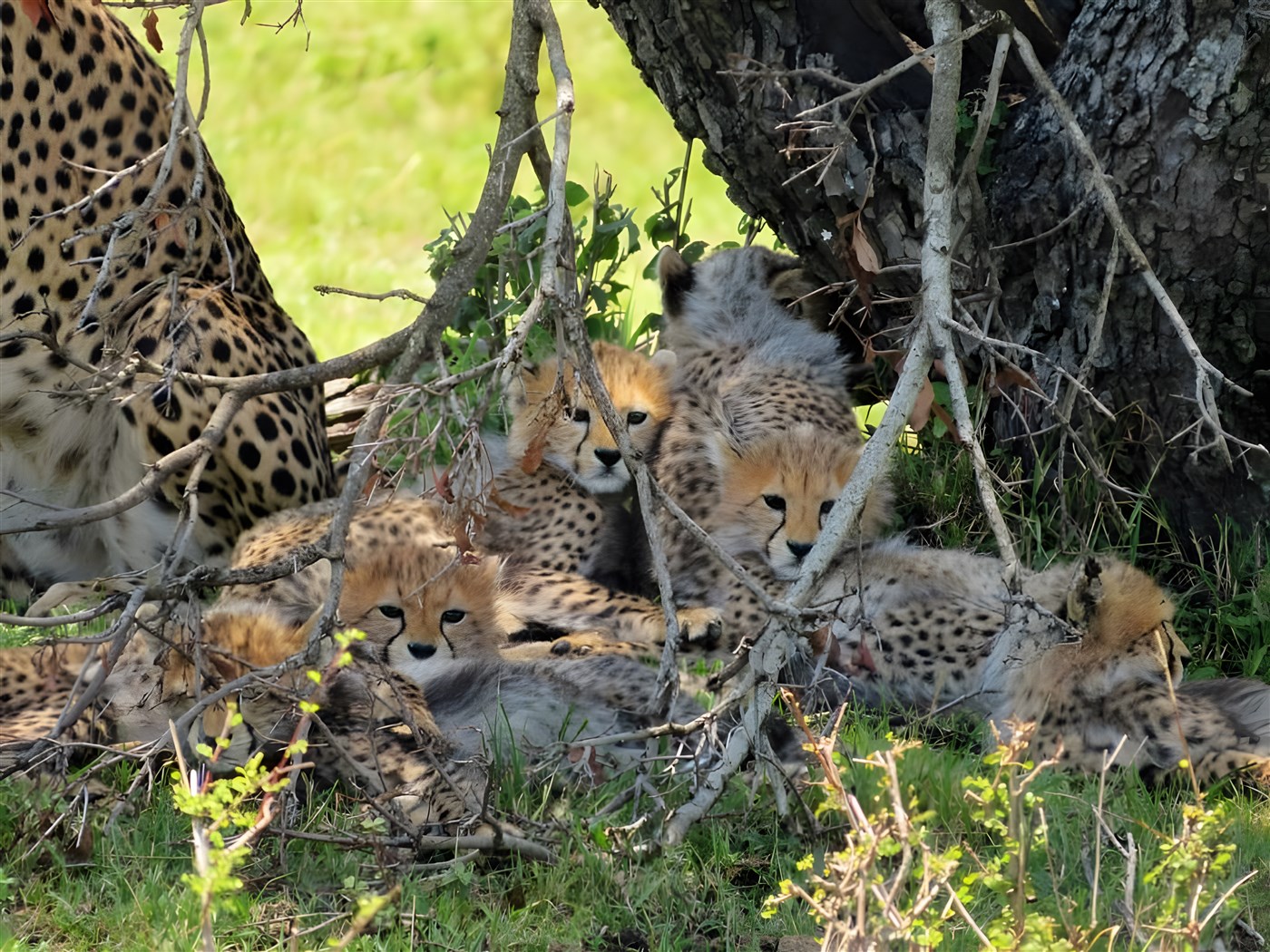 Cute Cheetah cubs