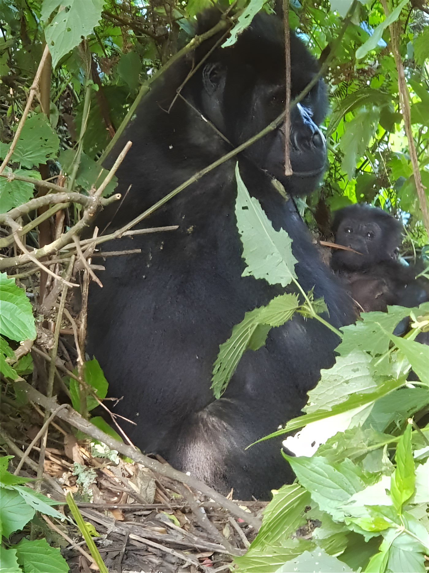 Gorillas Uganda