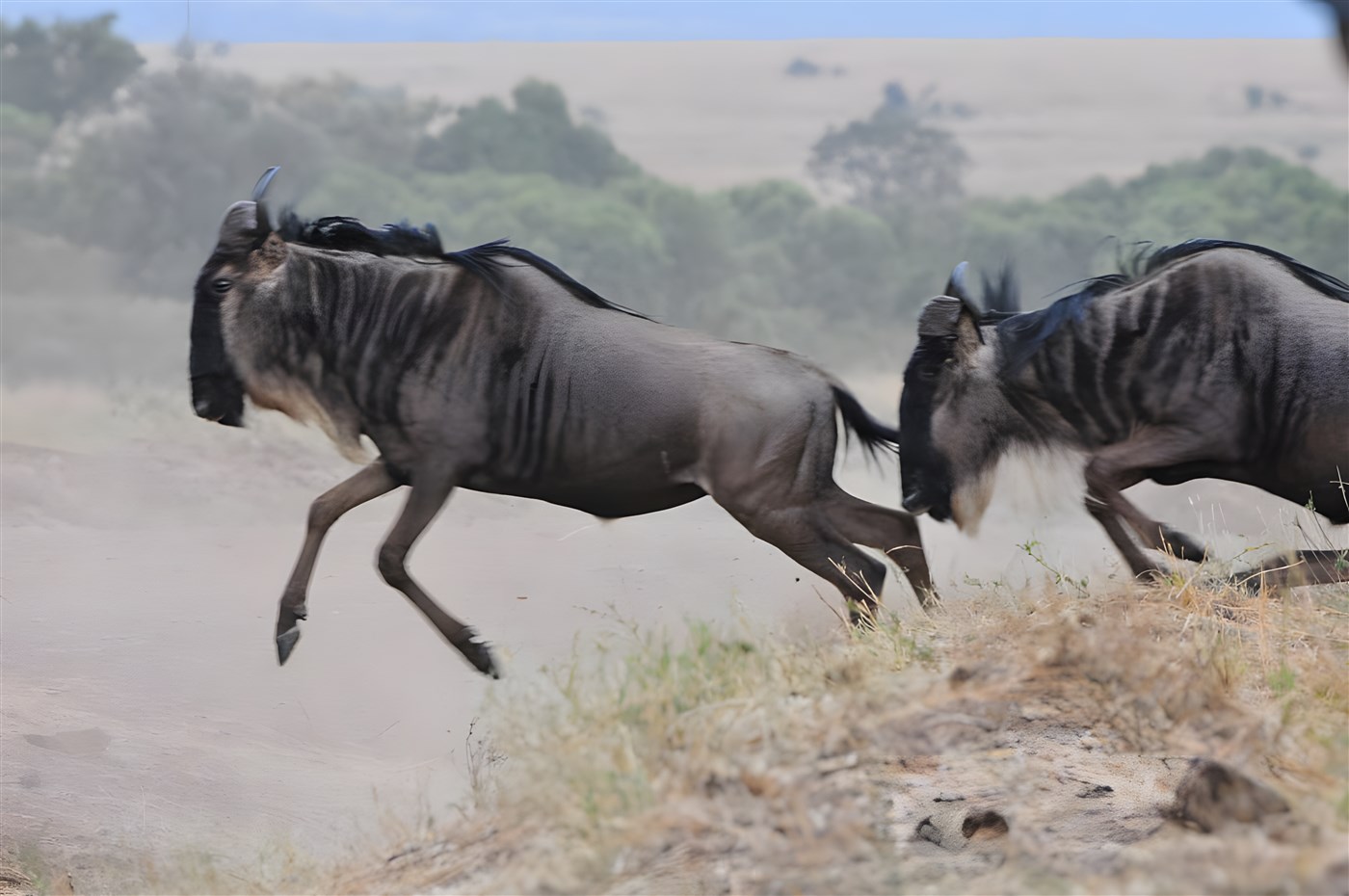 The Wildebeest Migration