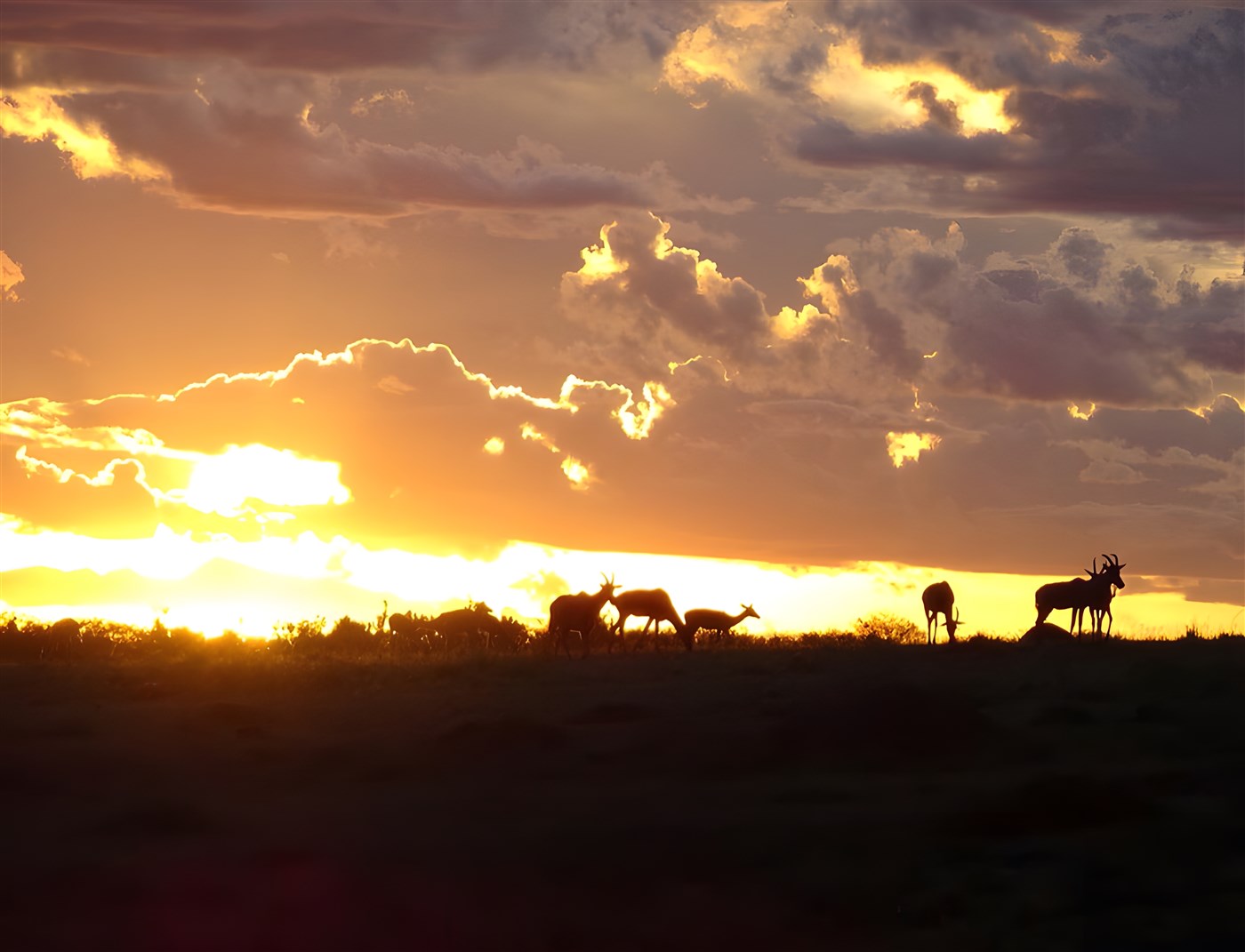 Animals at sunset in Kenya