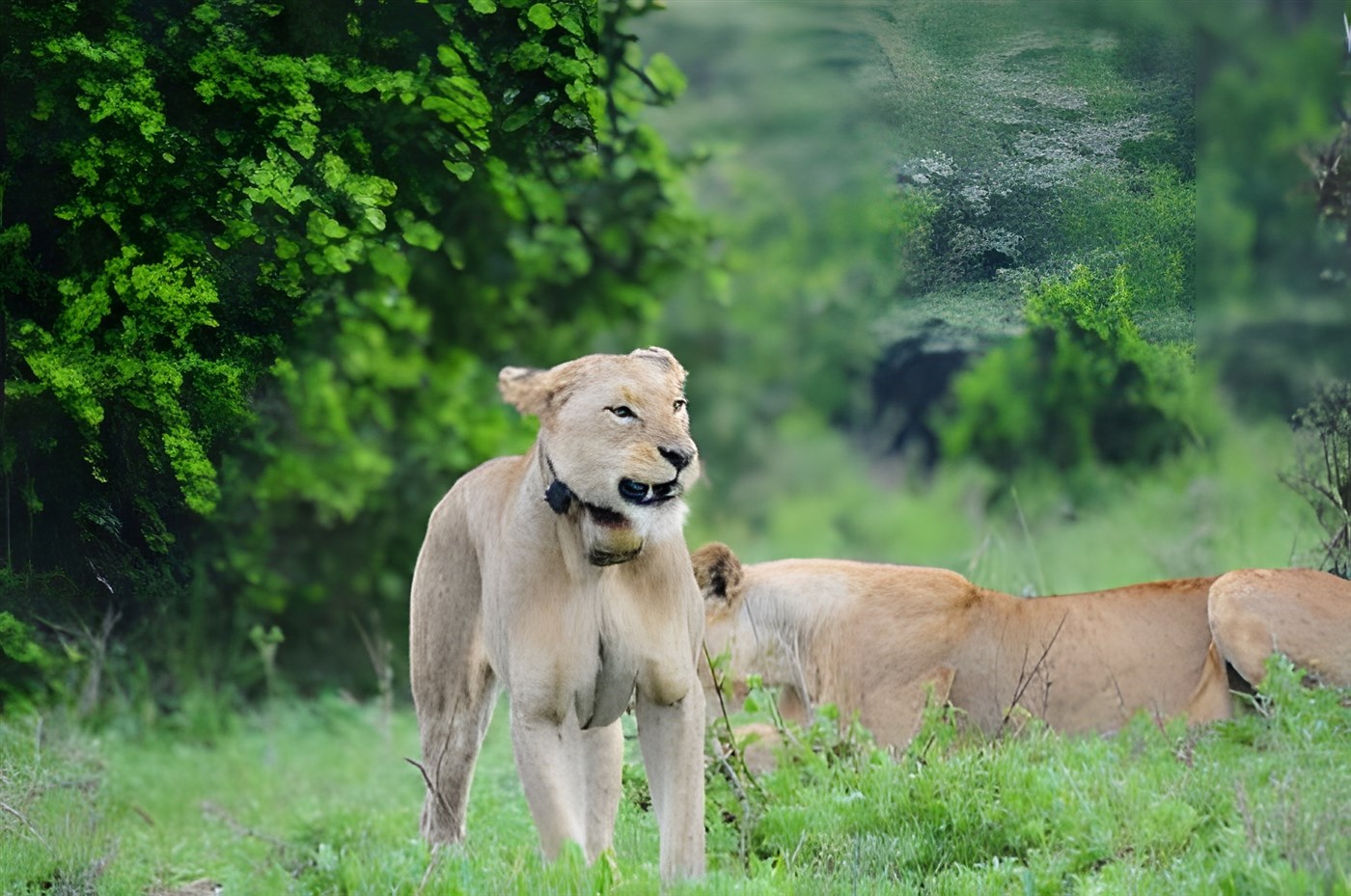 Lions in Nairobi National Park