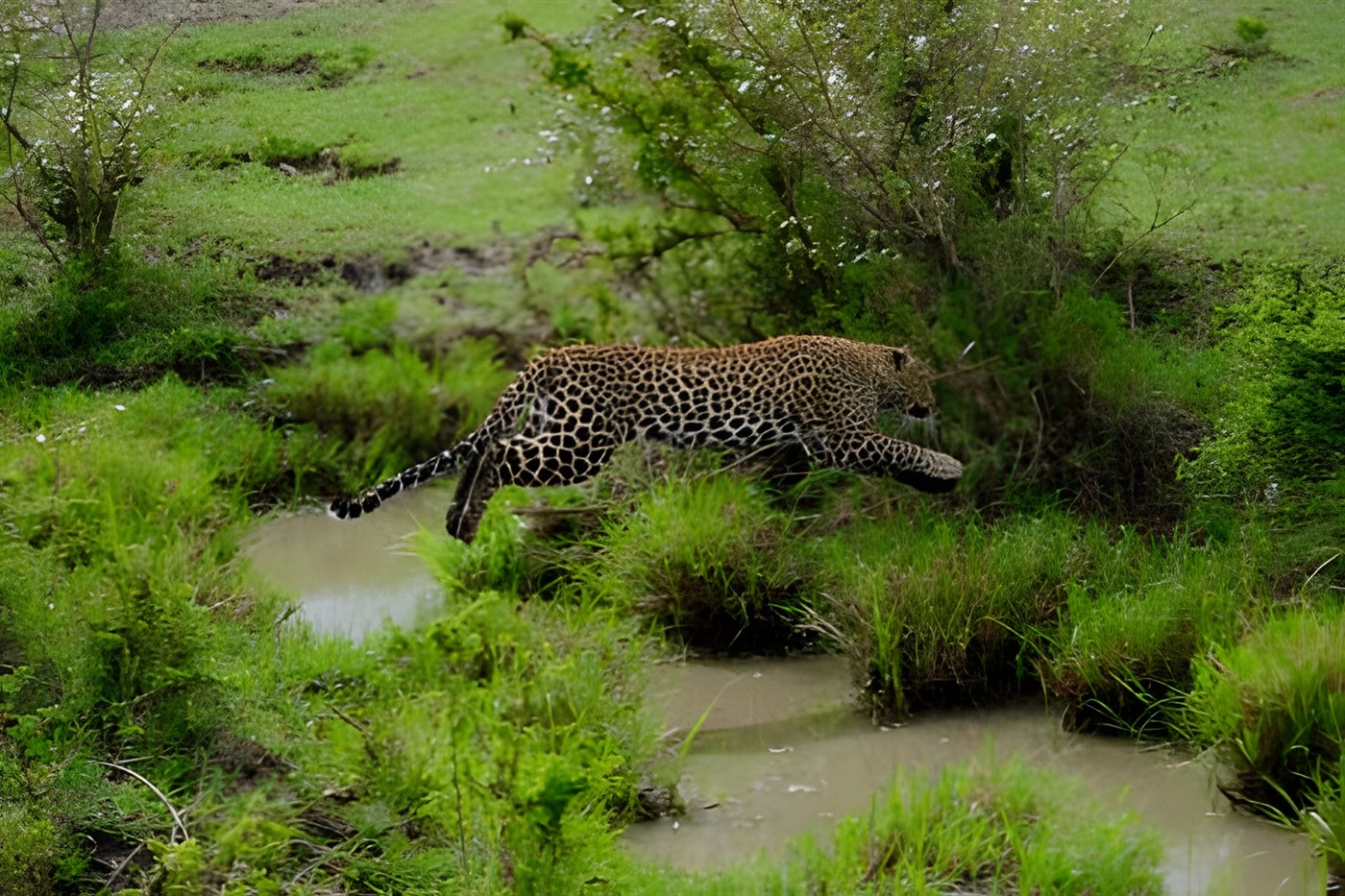 Leopard jumping over water