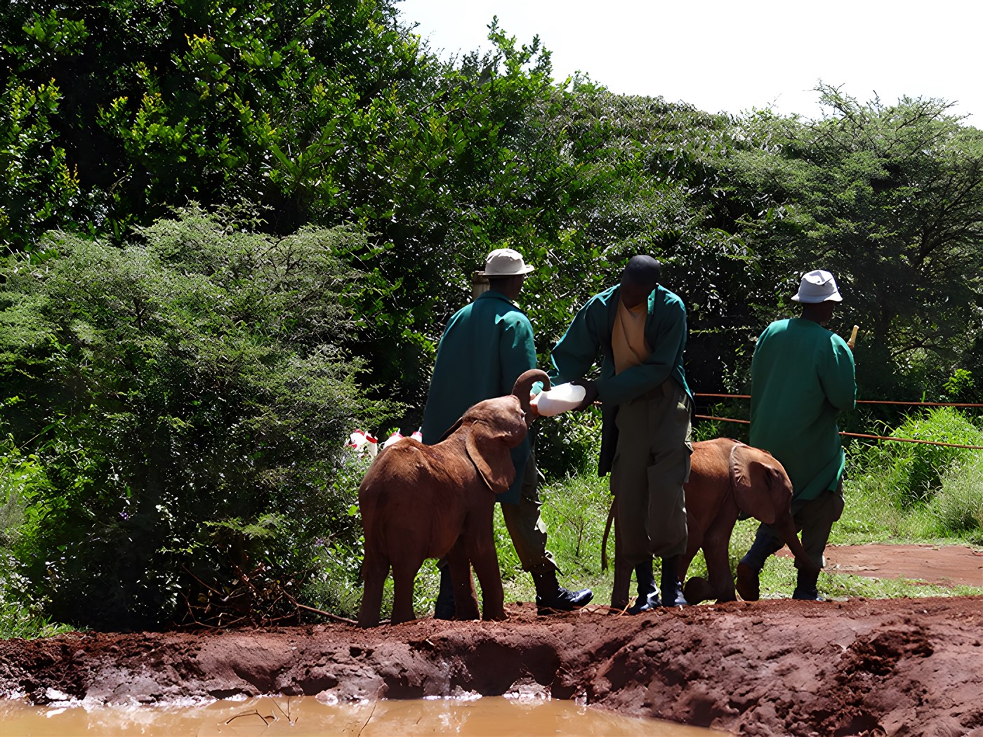 Feeding baby elephants at David Sheldrick Wildlife Trust, Nairobi, Kenya