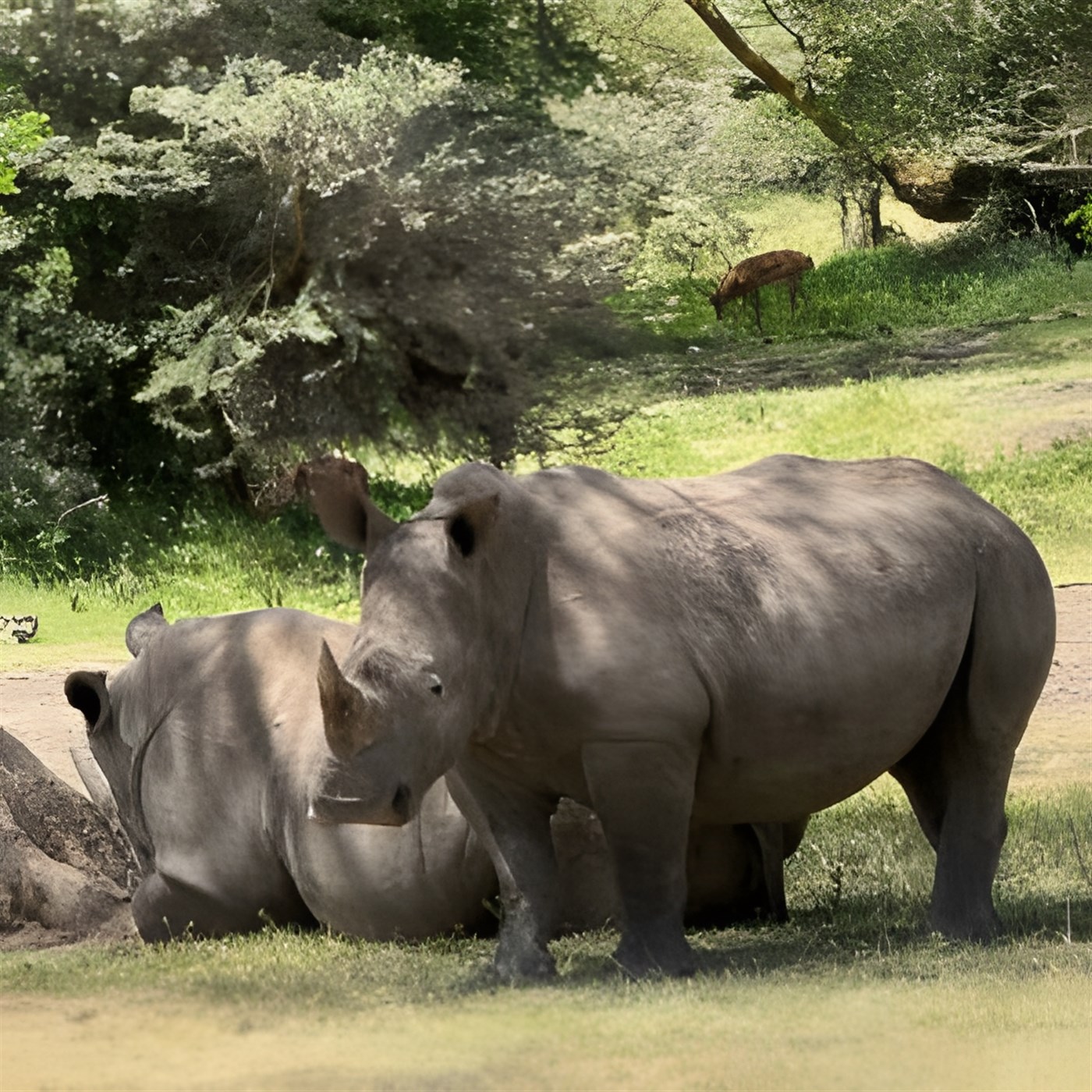 White Rhinos at Solio Game Reserve in Kenya. Photos: Binny Shah