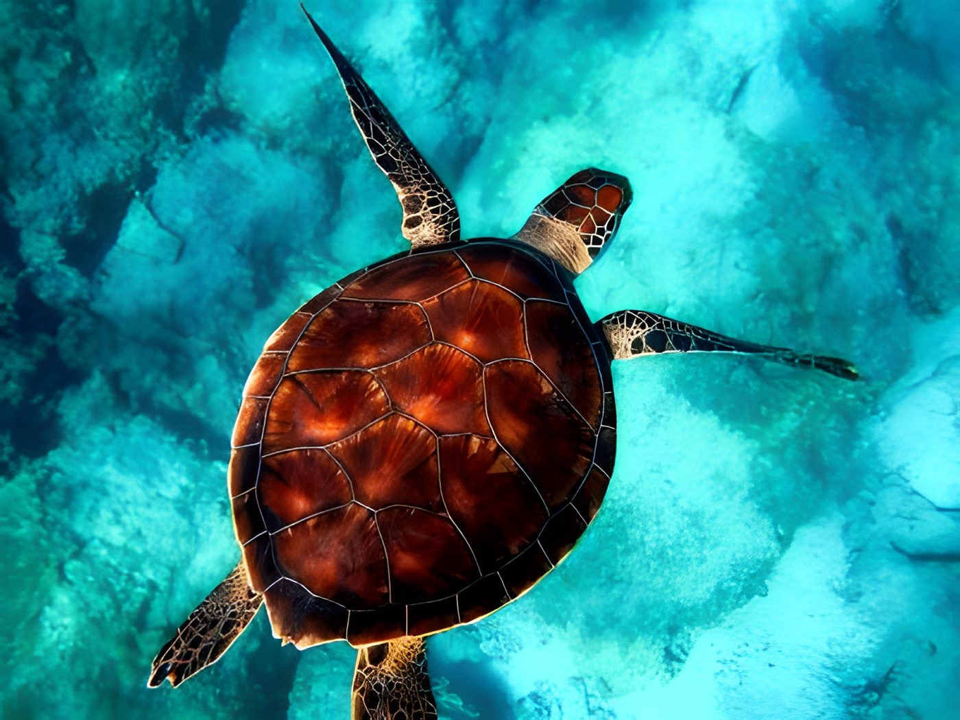 Sea turtle