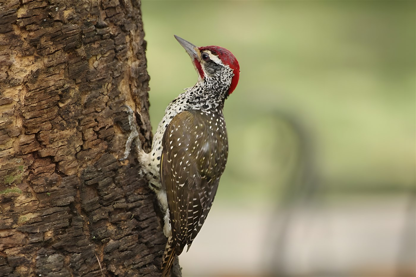 Nubian Woodpecker