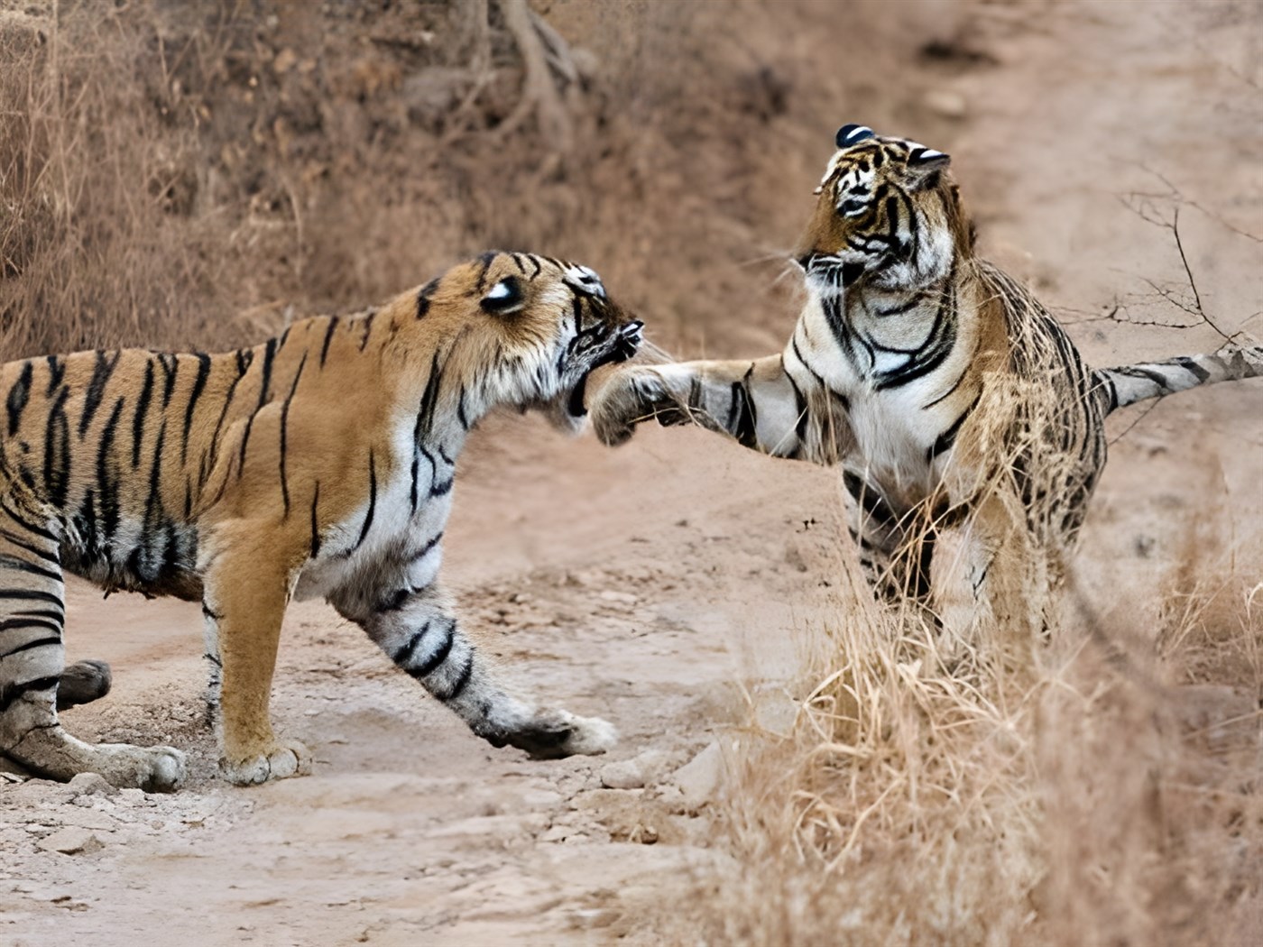 BENGAL TIGER (Panthera tigris tigris) mother fighting with 18 month old cub - they fight when it is time for the cubs to move on and find their own territory, India