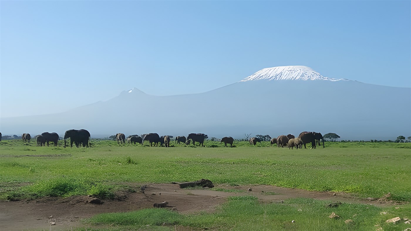 Elephants with a backdrop of Mount Kilimanjaro