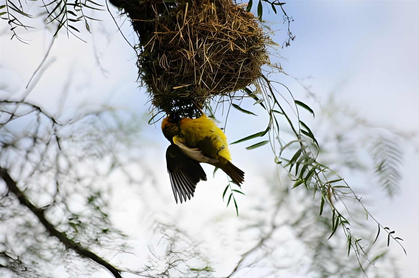 Weaver bird in Amboseli