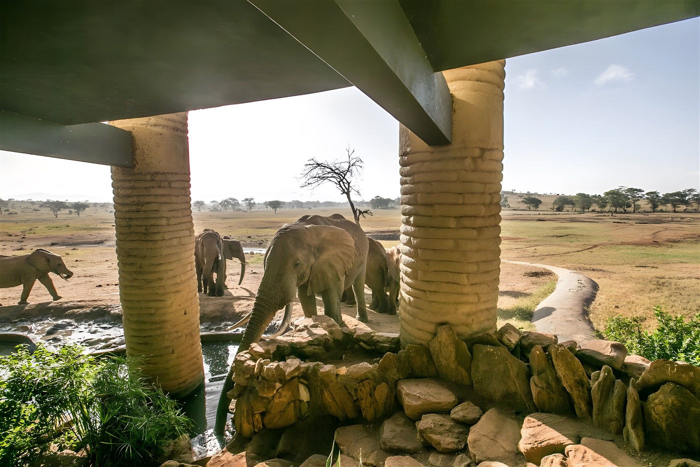 Elephants help themselves to a drink in pools below the stilted accommodations at Salt Lick Safari Lodge in Kenya.