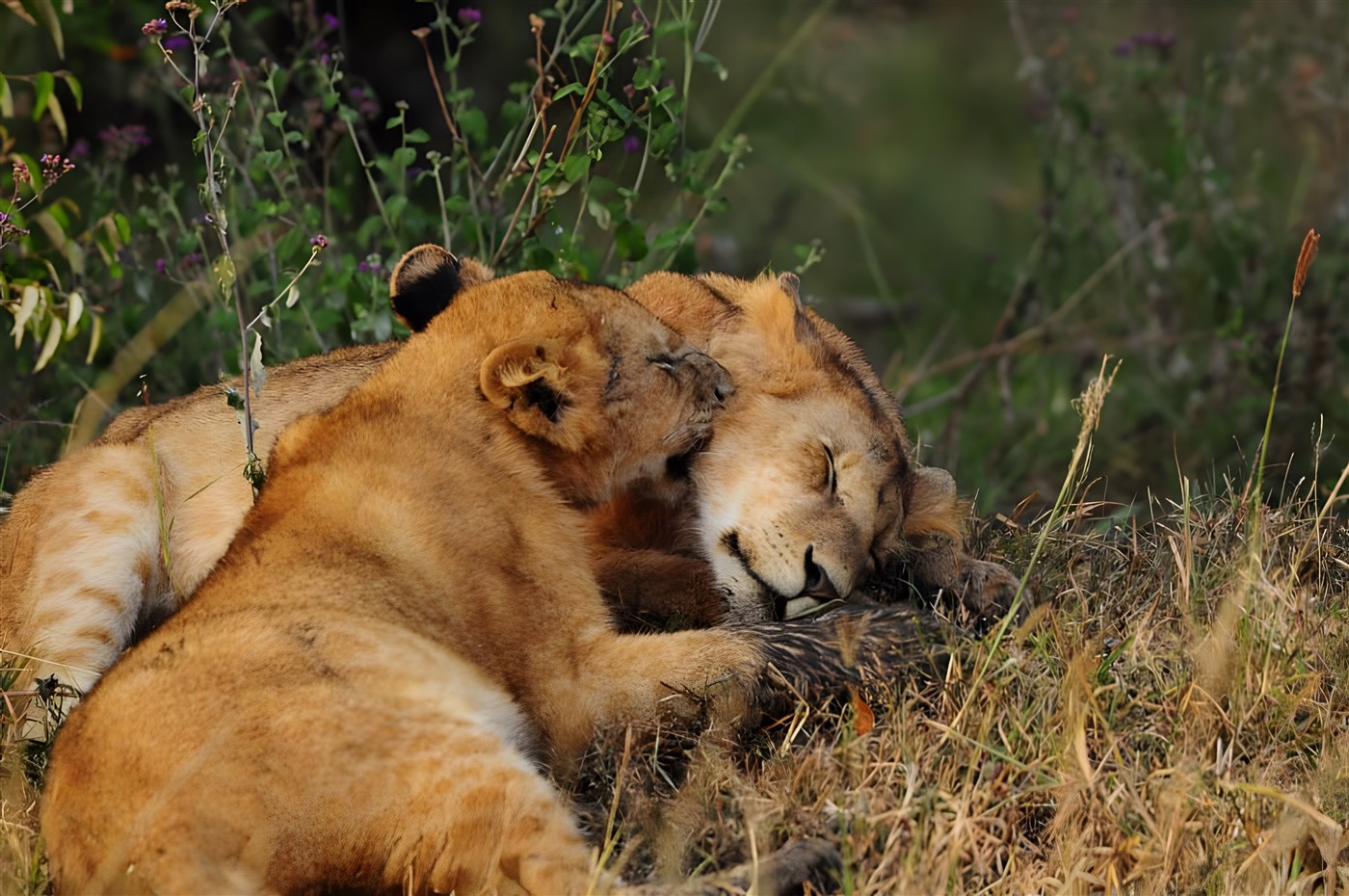 Two lions sleeping