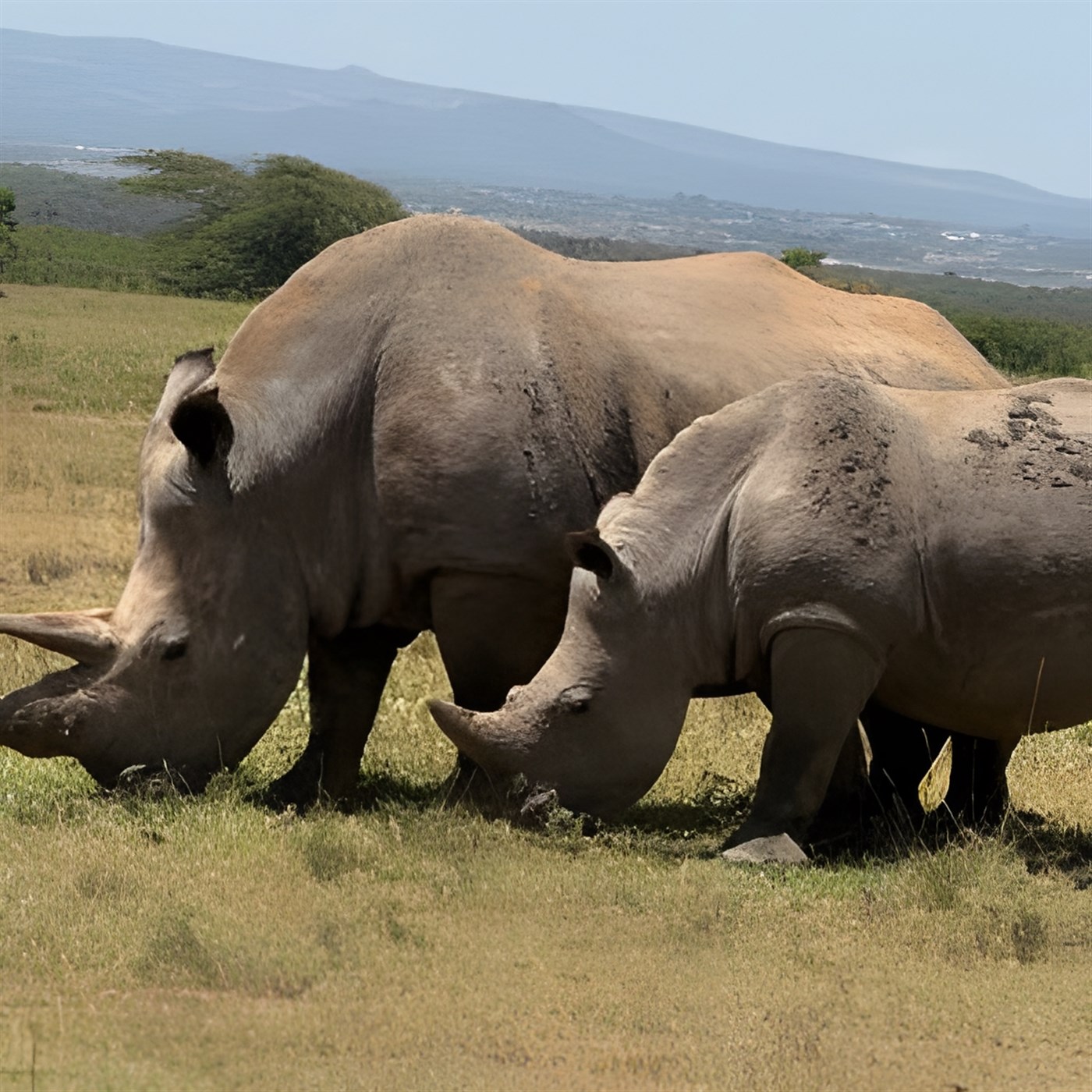 White Rhinos at Solio Game Reserve in Kenya. Photos: Binny Shah