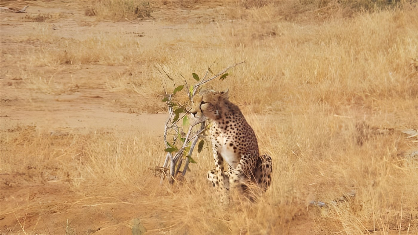 Cheetah in Tsavo, Kenya