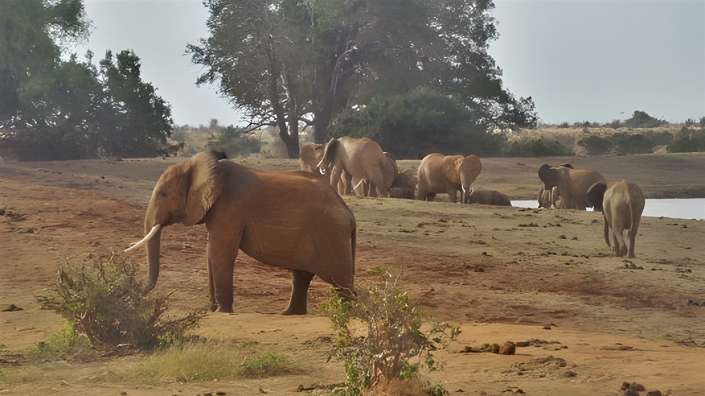 Elephants in Tsavo, Kenya