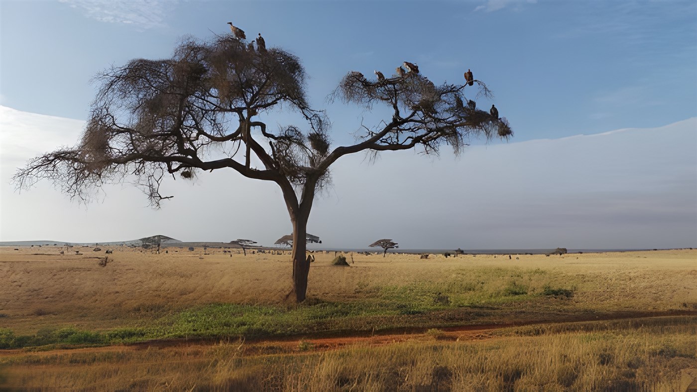 Kenya savannah