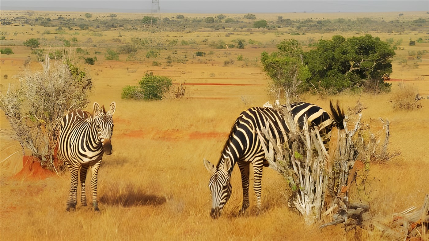 Zebras in Tsavo, Kenya