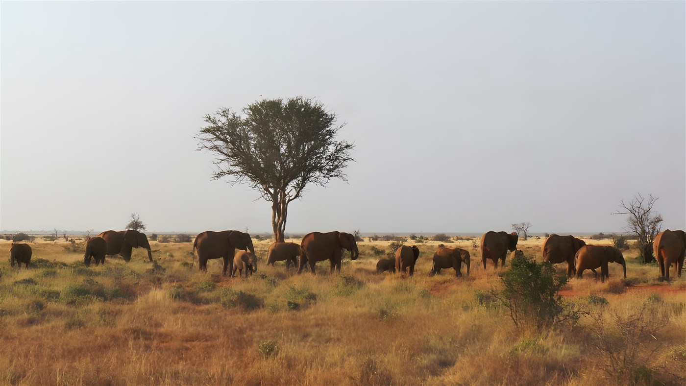 Herd of elephants in Kenya