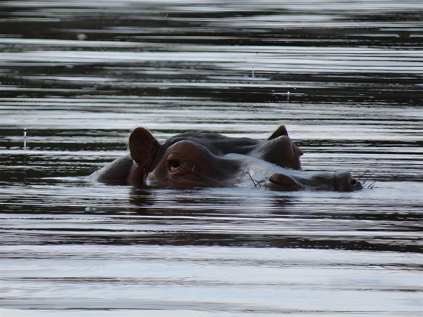 Hippo