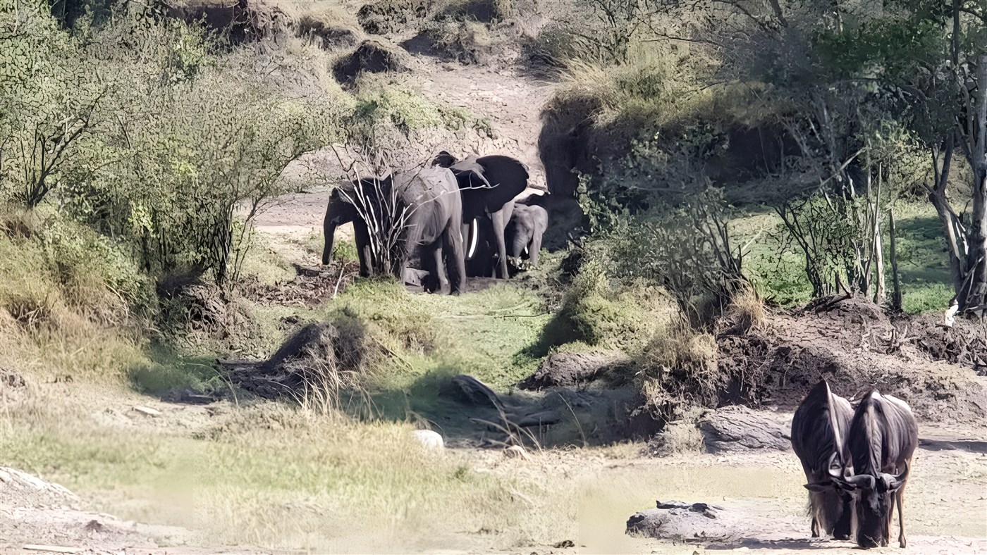 Elephants and wildebeest in Masai Mara, Kenya