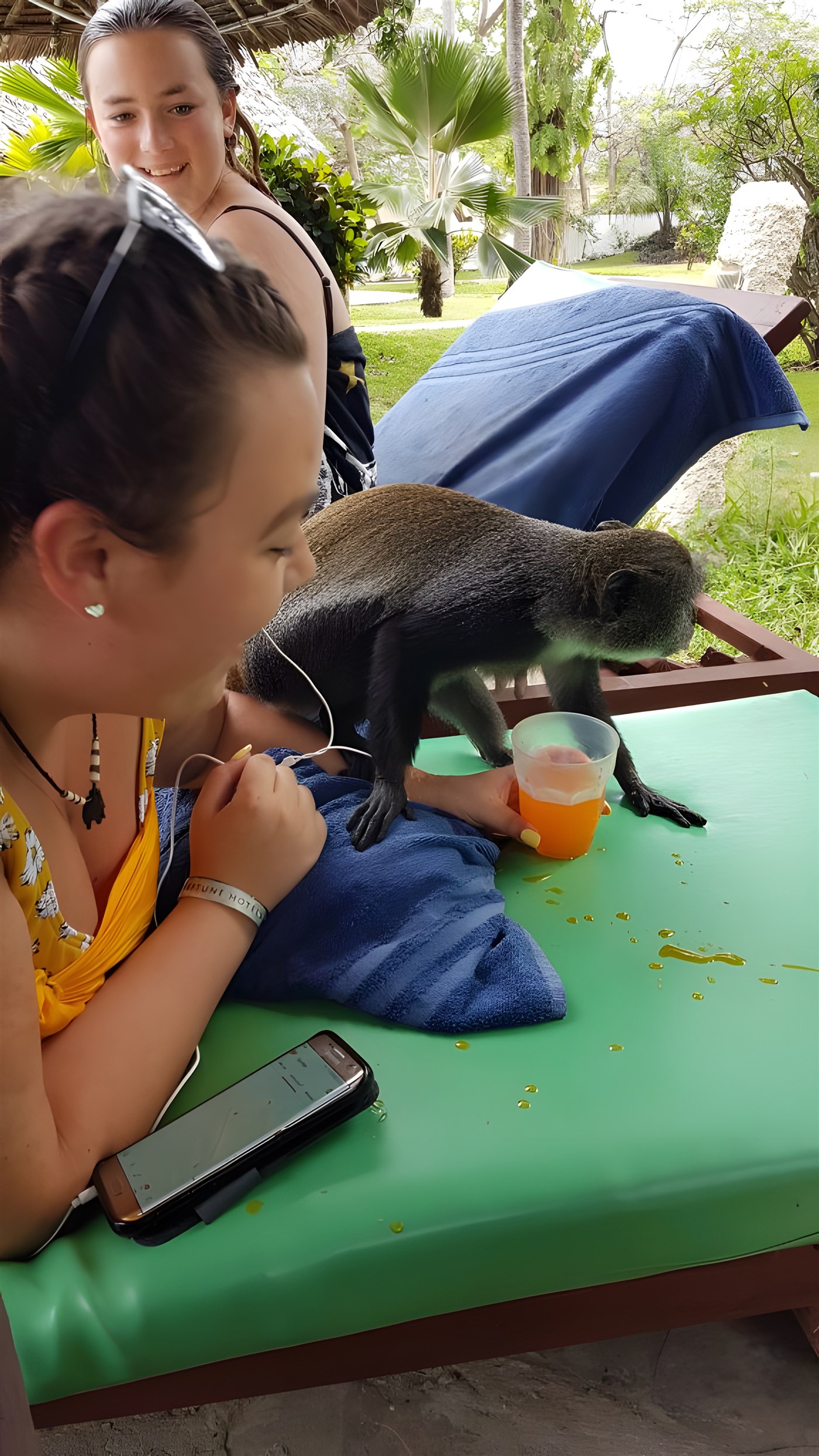 Cheeky monkey at Mombasa beach
