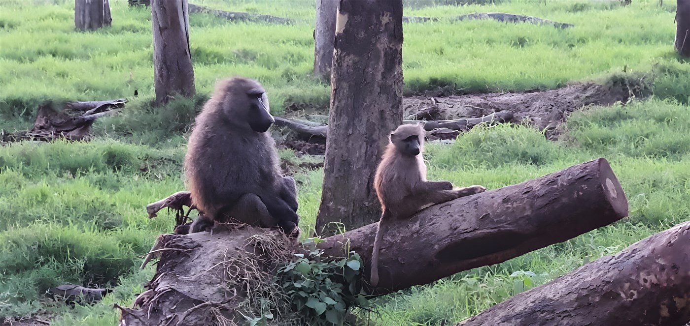 Baboons