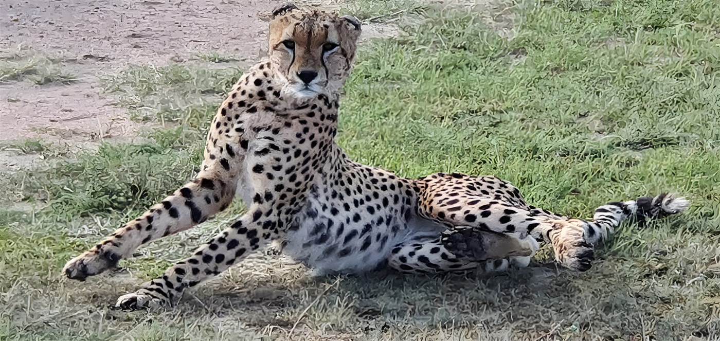 cheetah on Kenya Safari