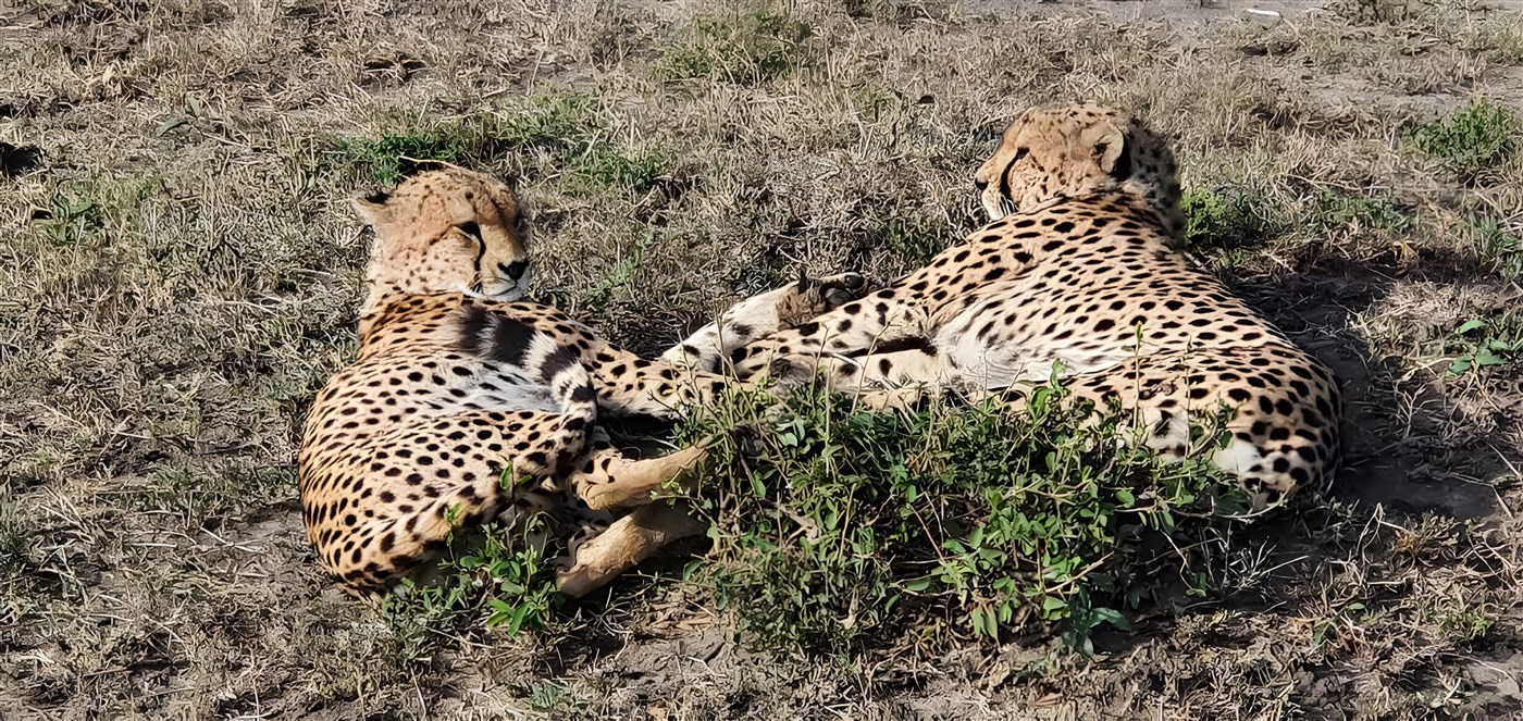 Two Cheetahs in the Masai Mara, Kenya