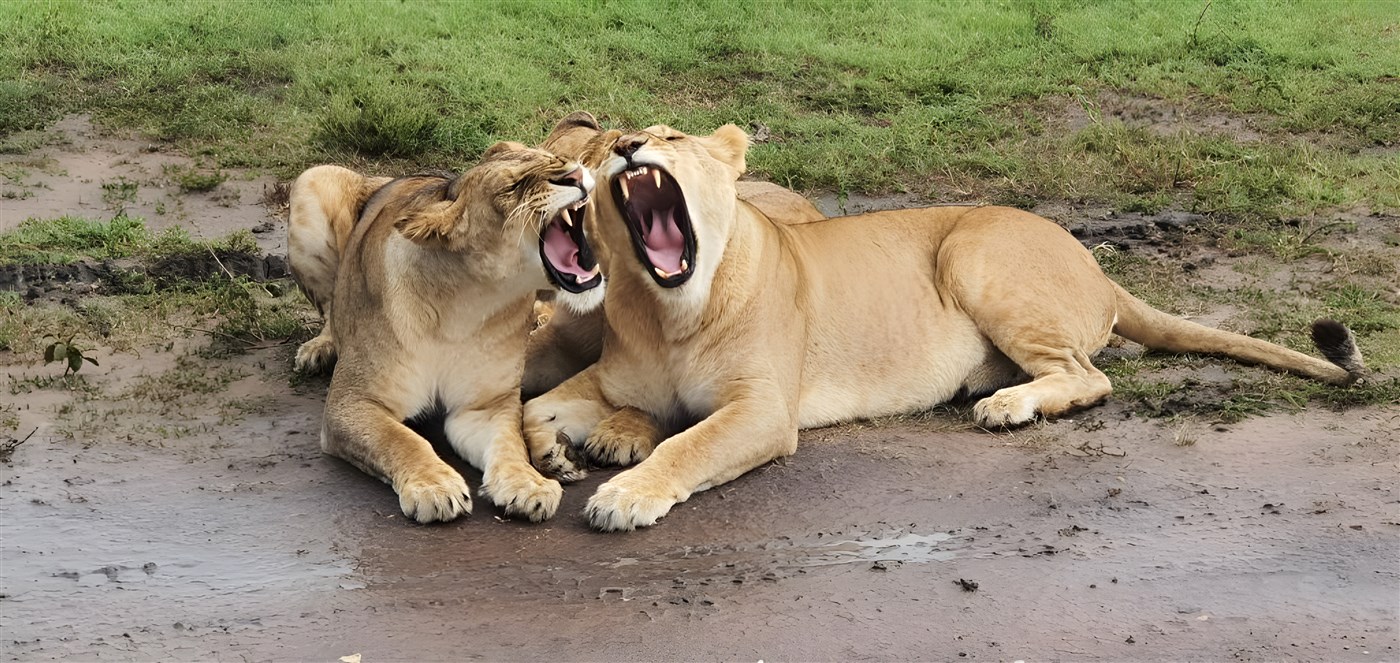 Two yawning Lions in the Masai Mara