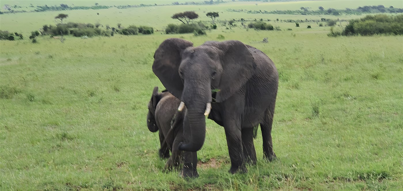 Elephants in the Masai Mara, Kenya