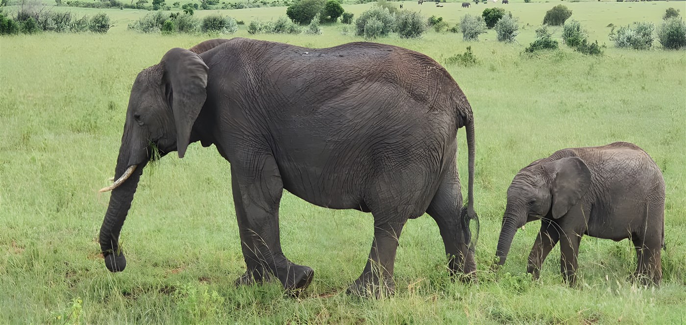 Cute baby elephant and mother in the Masai Mara