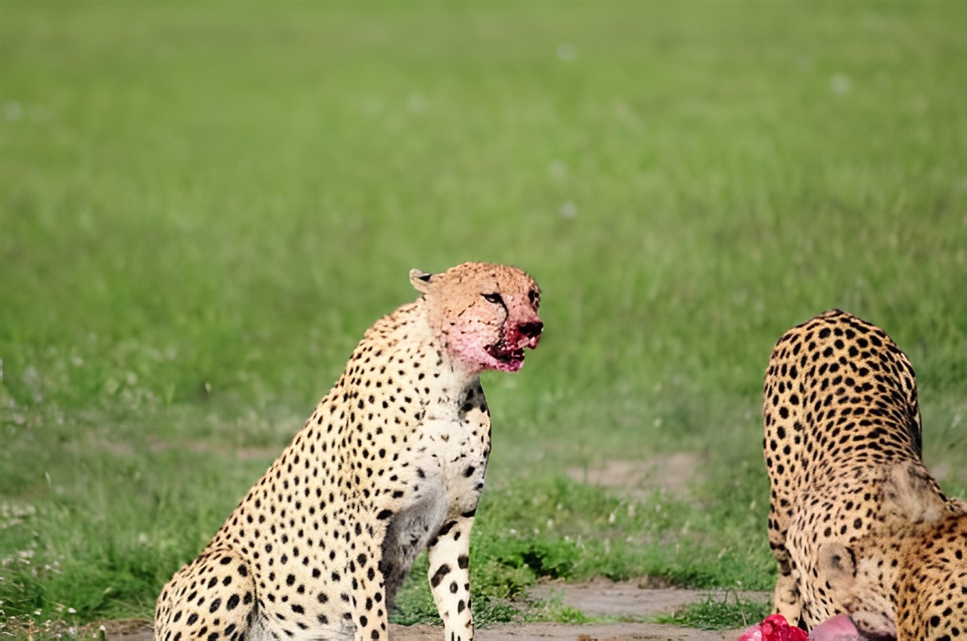 Cheetahs eating prey