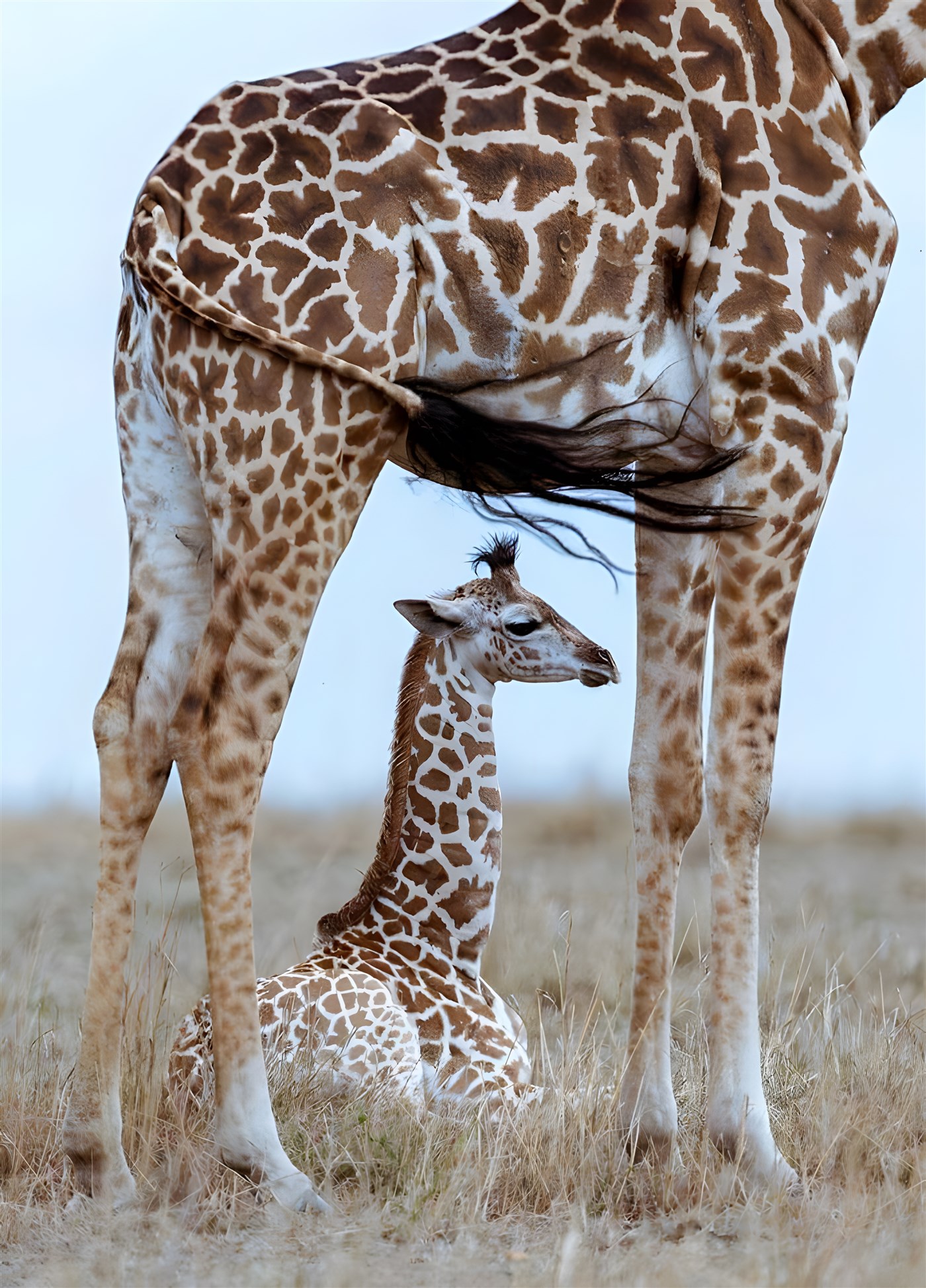 Mother and baby giraffes