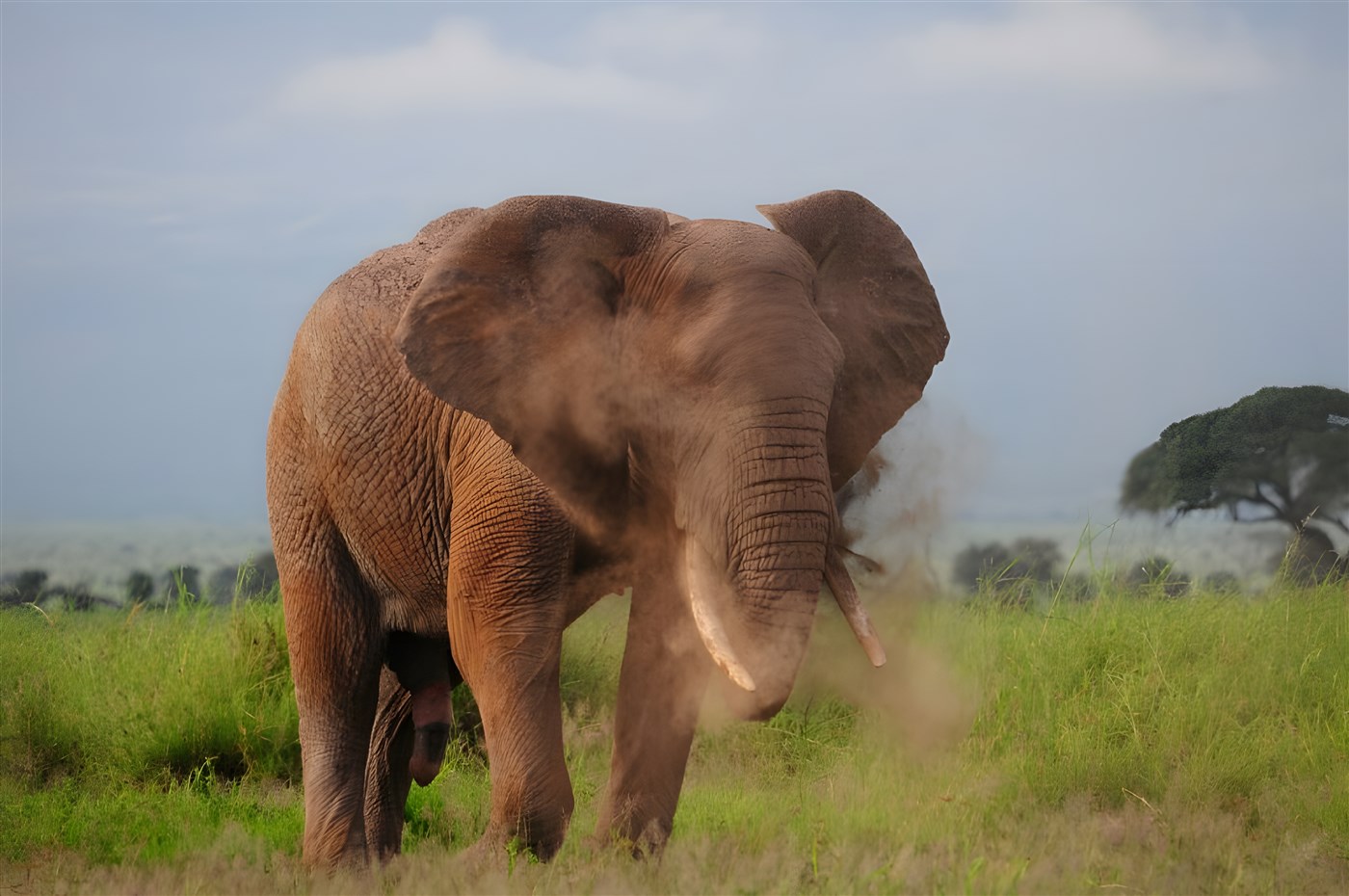 Elephant using mud as sunscreen 