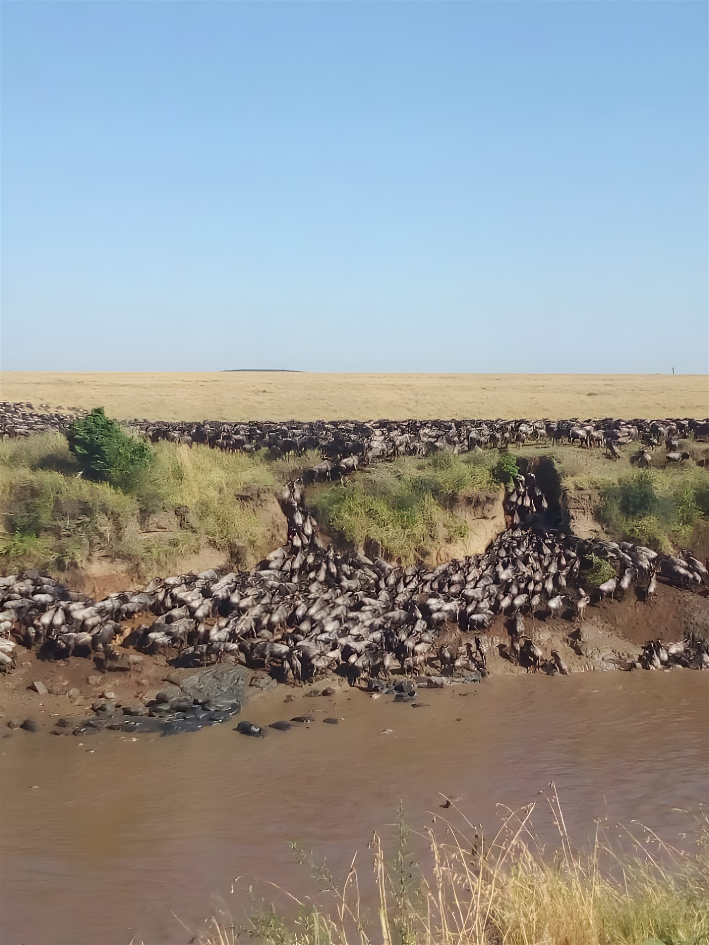 The Wildebeest Migration