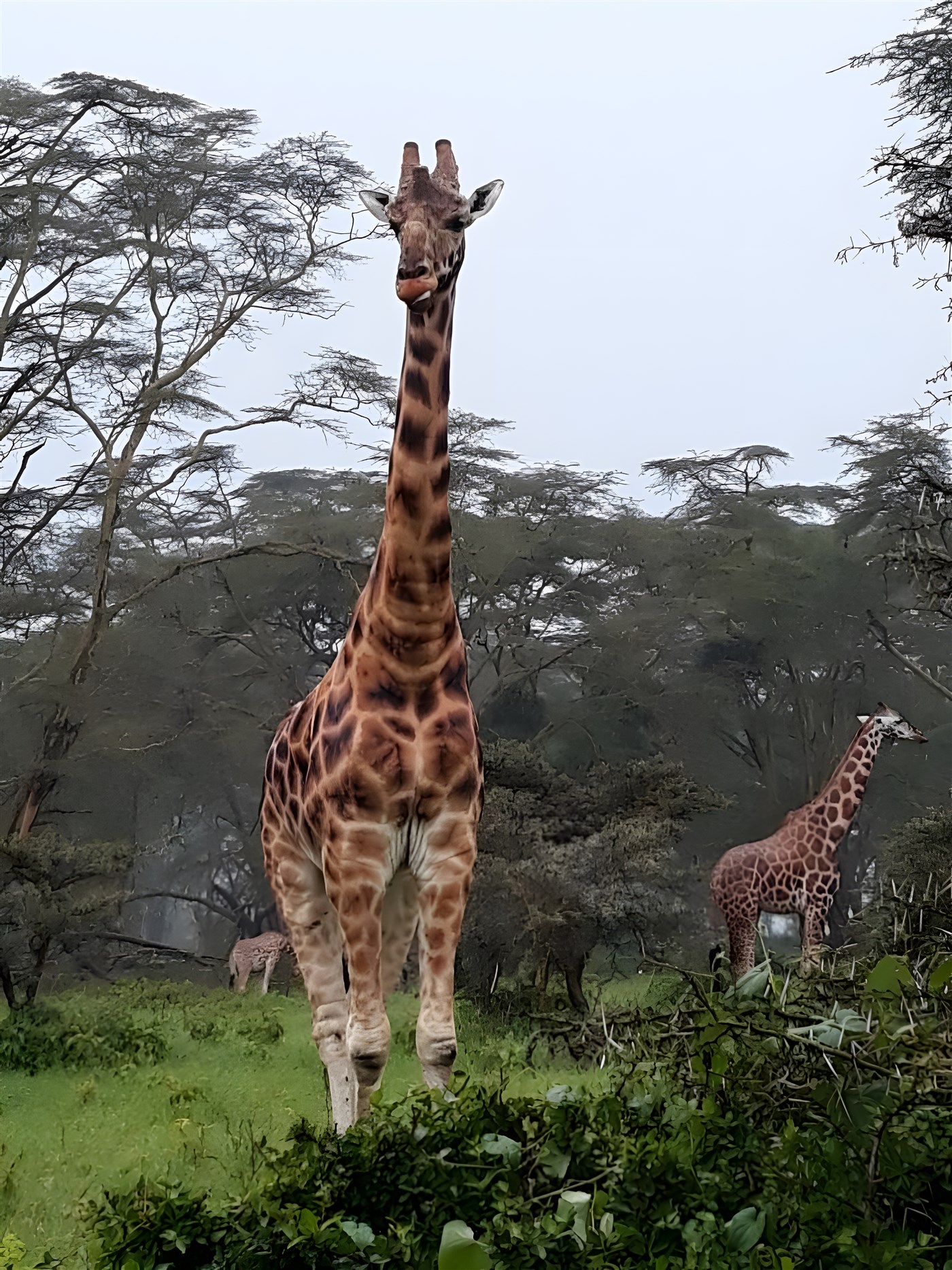 giraffes in Kenya
