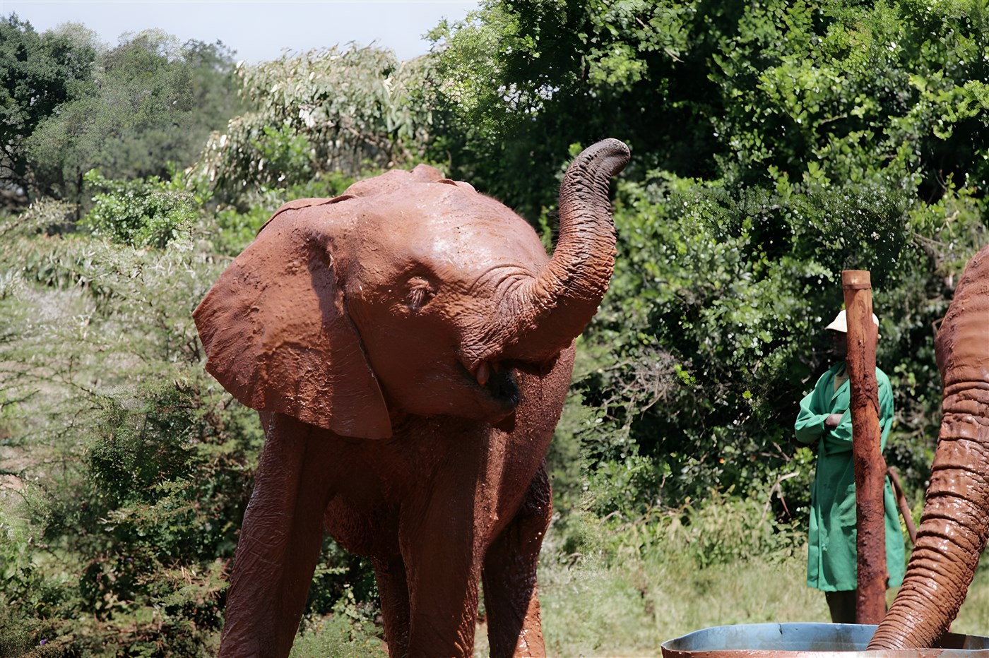 Baby elephant playing at David Sheldrick Elephant orphanage, Kenya