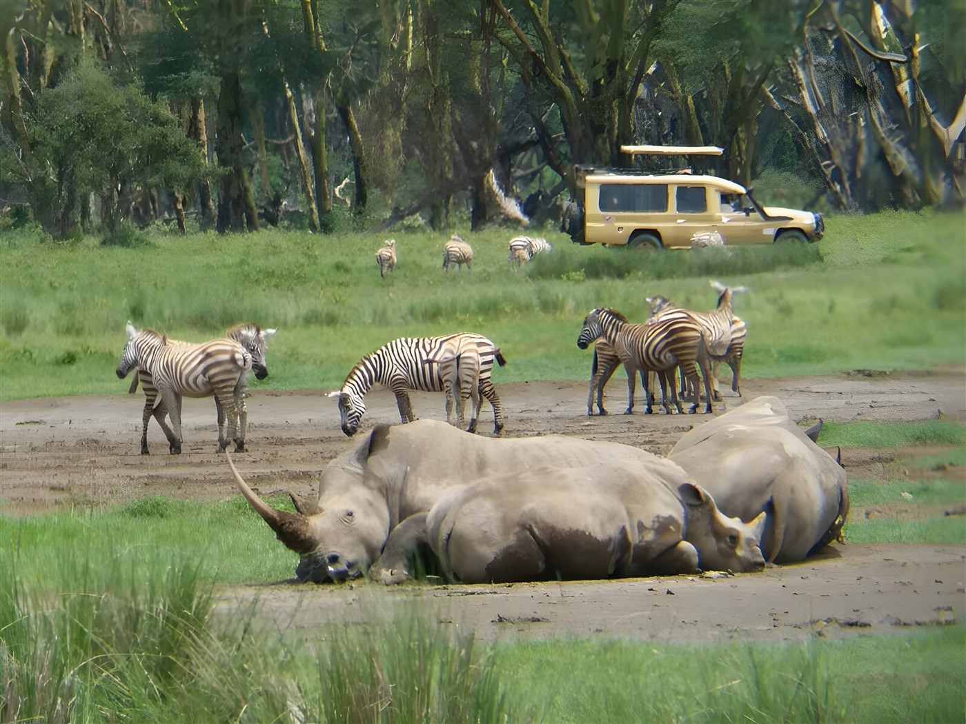 Rhinos and zebras in Kenya