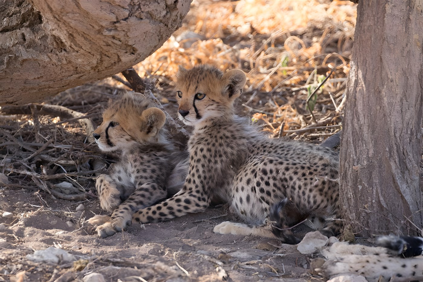 Cheetah cubs