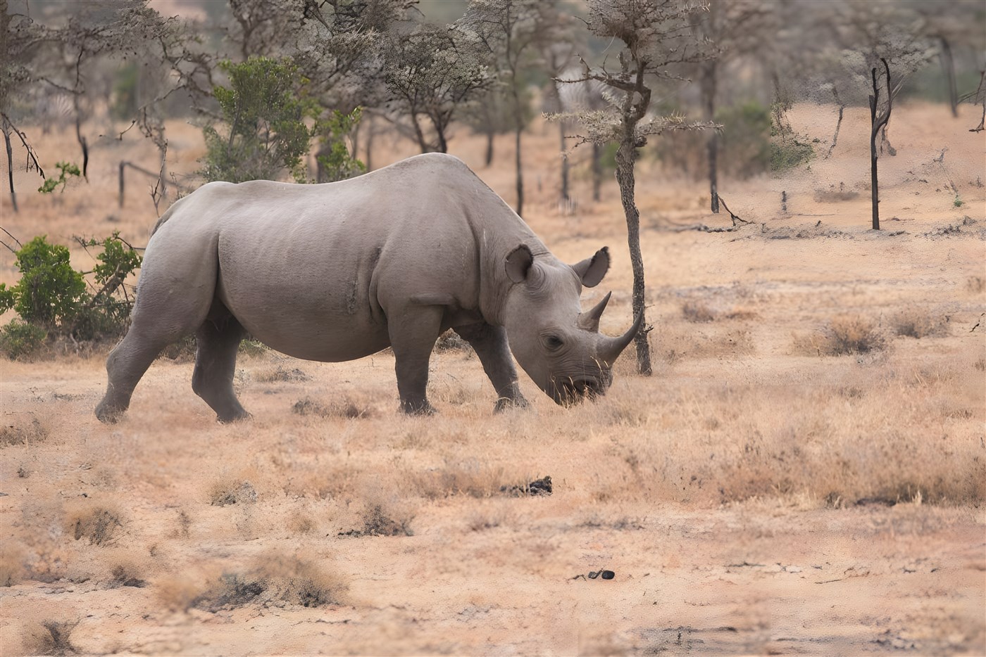 Rhino in Kenya