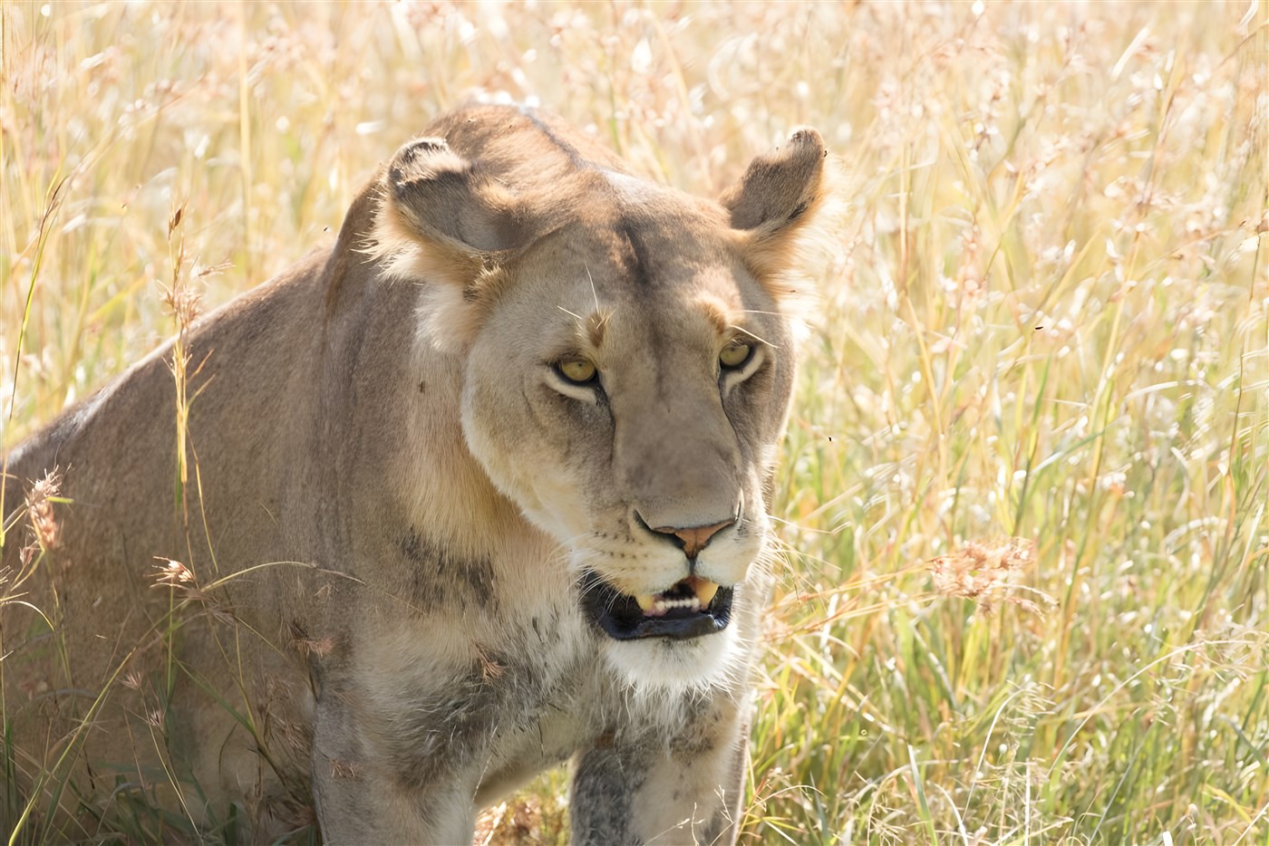 Lioness in Kenya