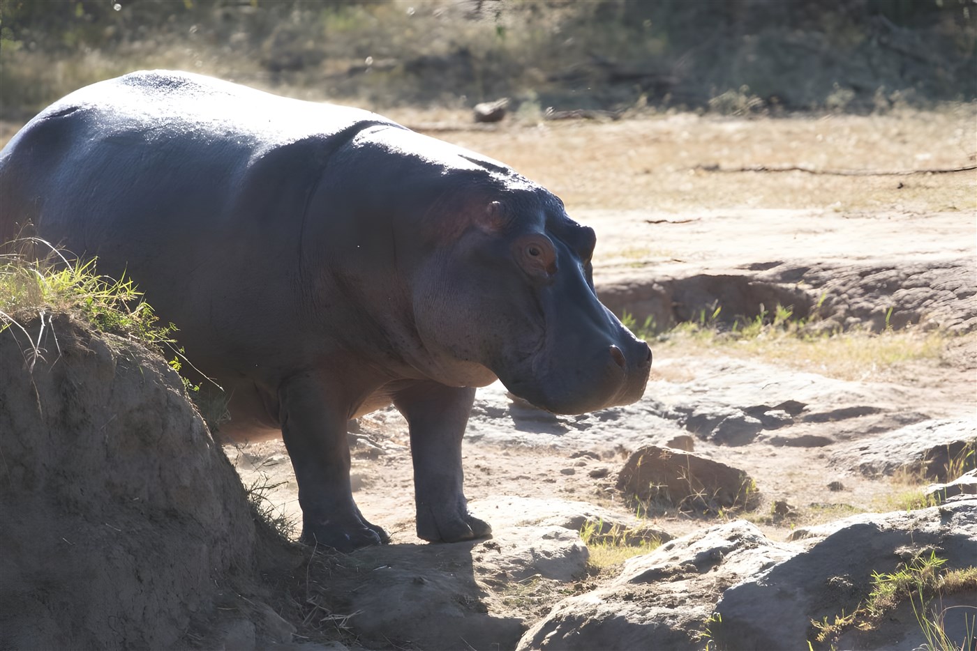 Hippo in Kenya