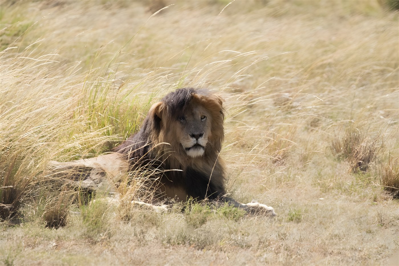 Wind-swept lion in Kenya