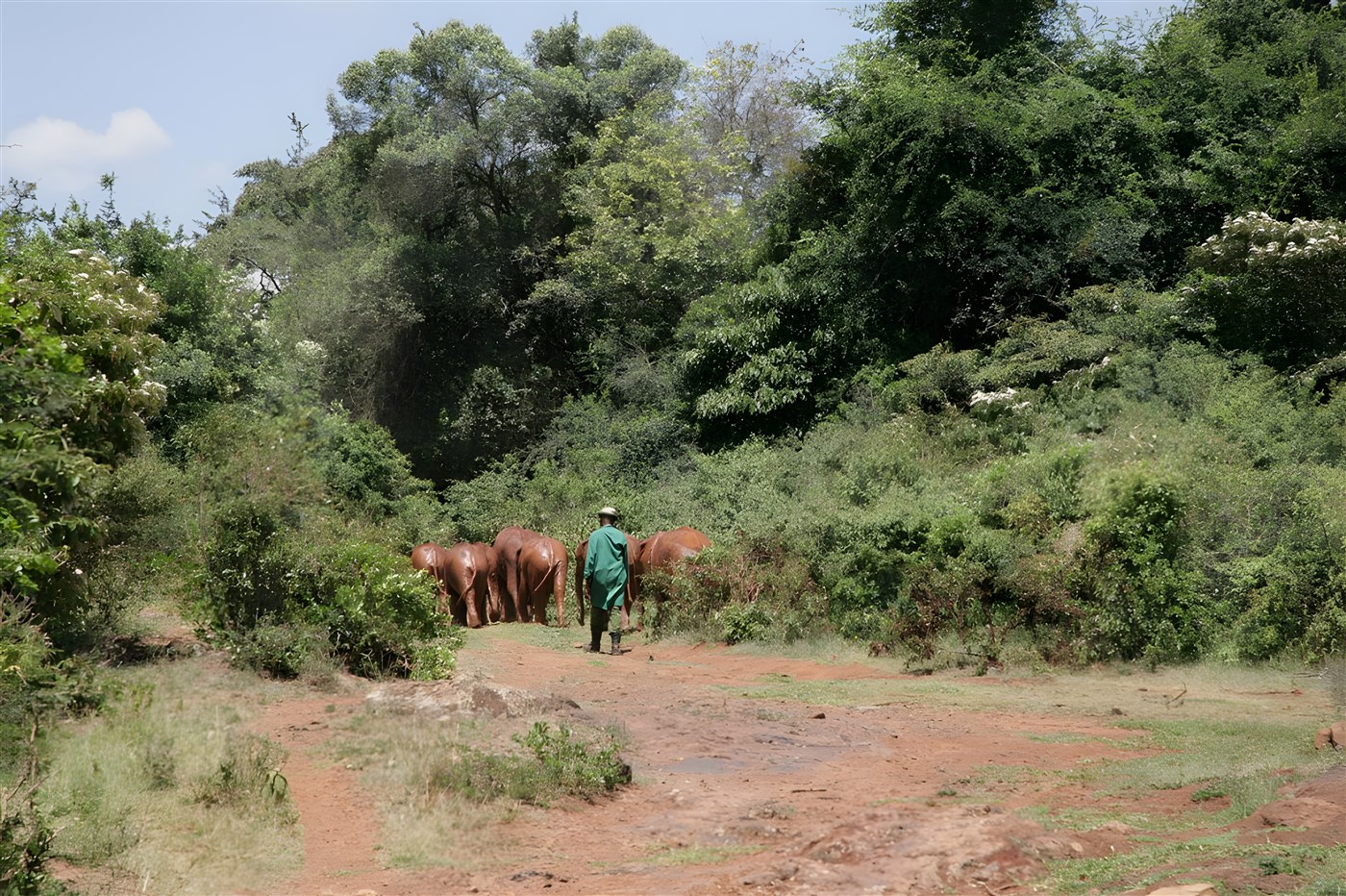 Kenya elephant orphanage