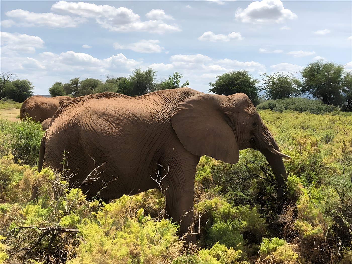 Elephant in Kenya