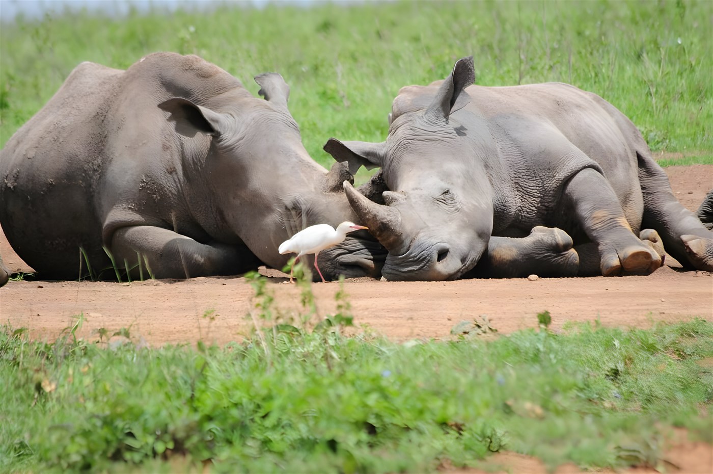 Two rhinos Seen on a Kenya Safari Holiday