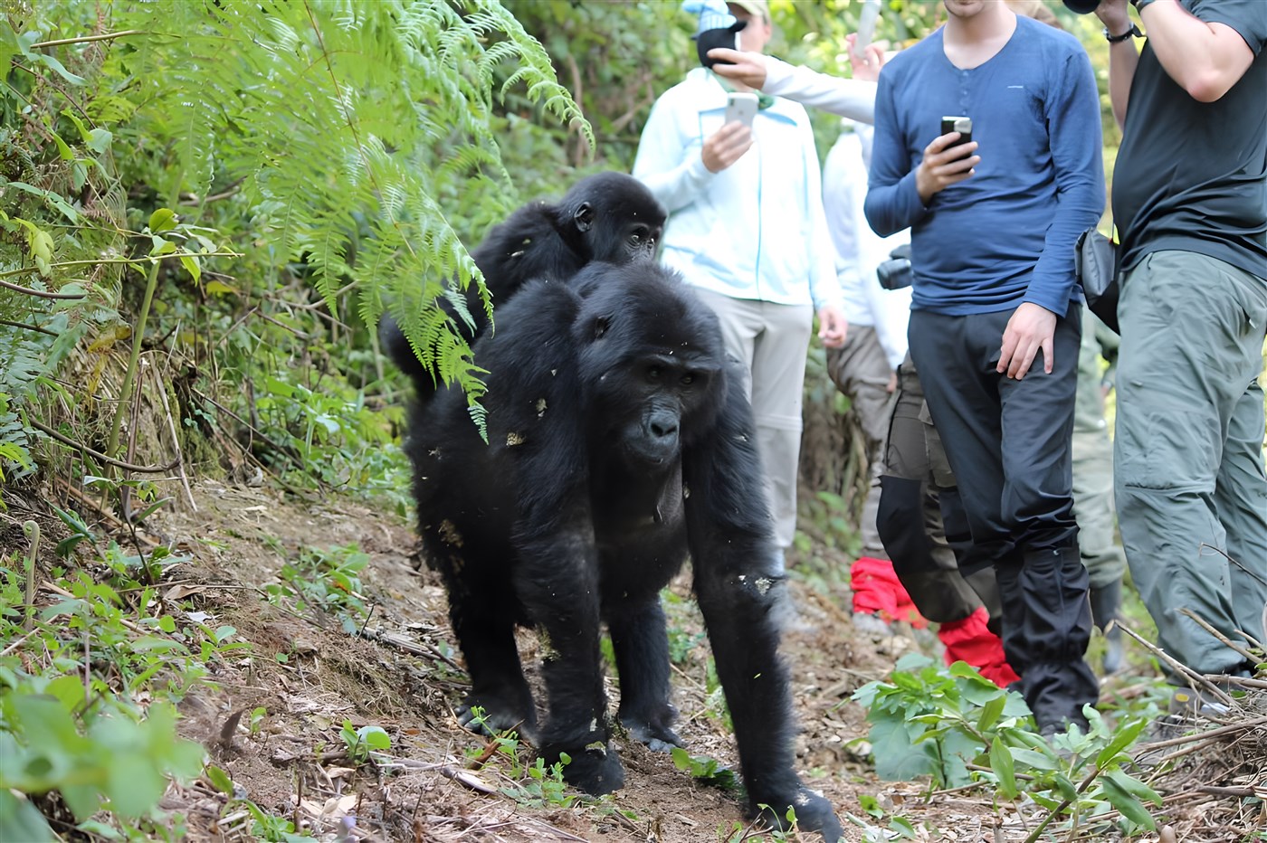 Gorilla up close