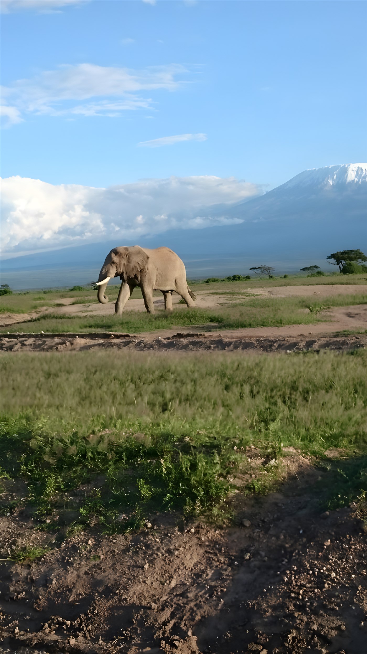 Elephant in front of Mount Kilimanjaro