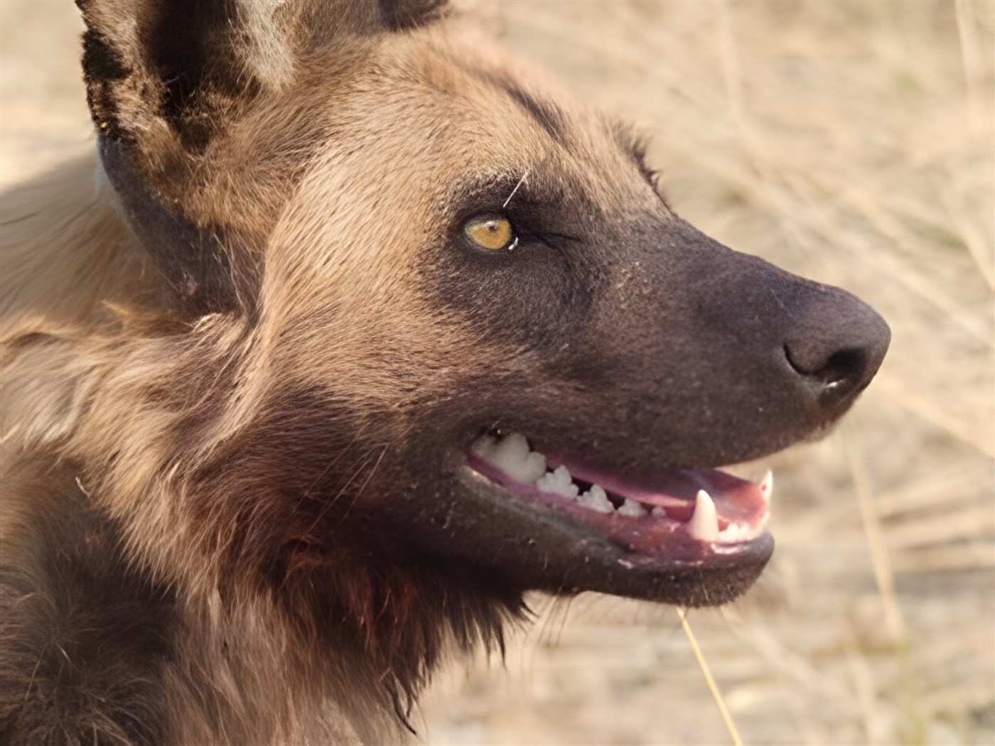A Wild Dog