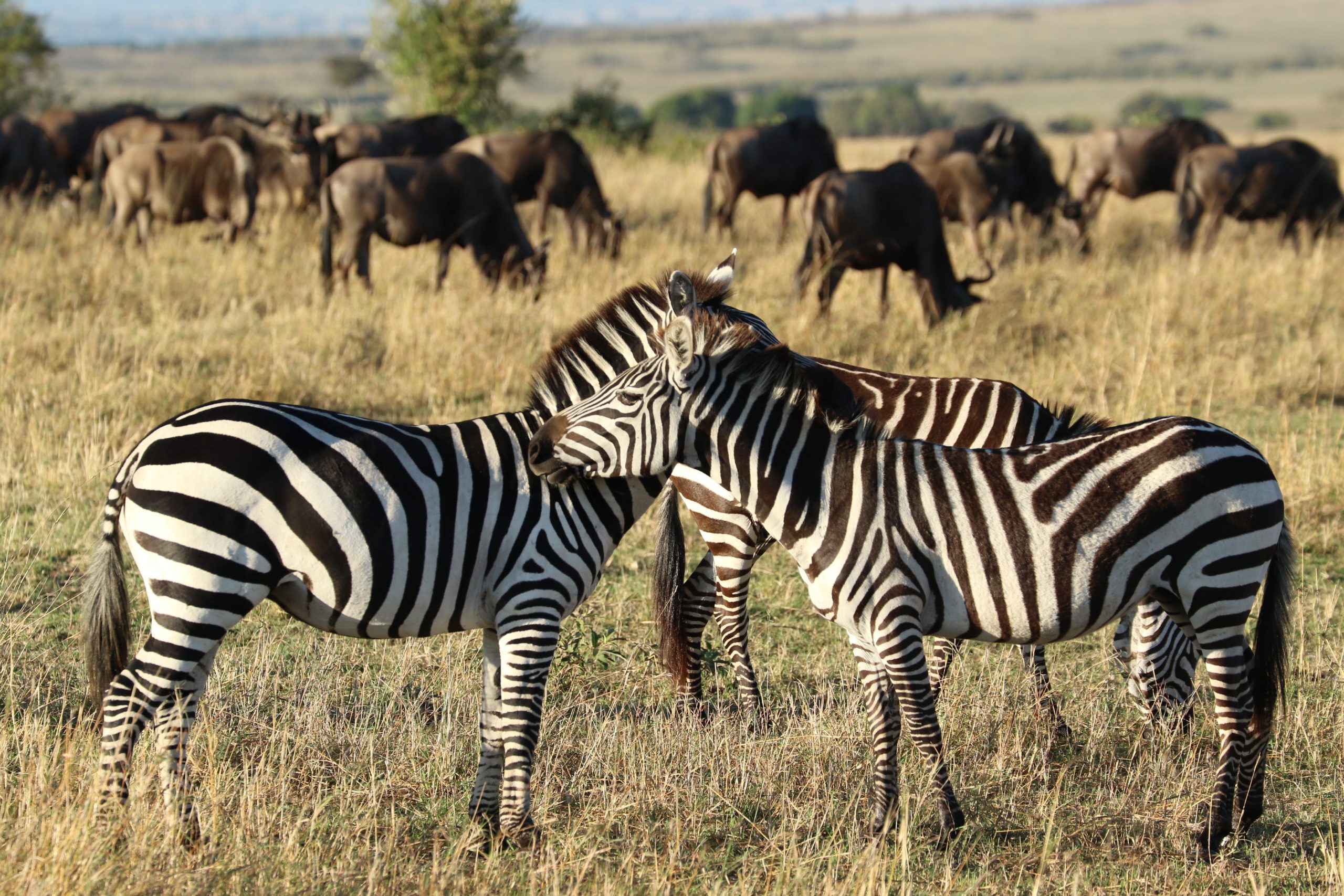 Zebra with the wildebeest